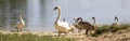 Swans Family. Two adult Leeds and Seven Gray Swans of Children in the Lake outside the City in Ukraine. Symbol of Love, Family