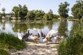 Swans Family. Two adult Leeds and Seven Gray Swans of Children in the Lake outside the City in Ukraine. Symbol of Love and