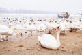 Swans family Winter Season Royalty Free Stock Photo