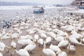 Swans family Winter Season Royalty Free Stock Photo