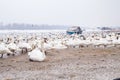 Swans family Winter Season Royalty Free Stock Photo