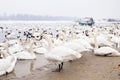 Swans family Winter Season Royalty Free Stock Photo