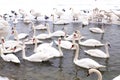 Swans family Winter Season Royalty Free Stock Photo