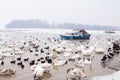 Swans family Winter Season Royalty Free Stock Photo