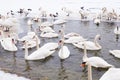 Swans family Winter Season Royalty Free Stock Photo