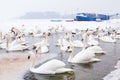 Swans family Winter Season Royalty Free Stock Photo