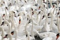 Swans feeding at Abbotsbury Swannery