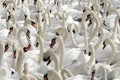 Swans feeding at Abbotsbury Swannery