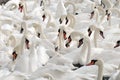 Swans feeding at Abbotsbury Swannery