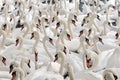 Swans feeding at Abbotsbury Swannery