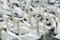 Swans feeding at Abbotsbury Swannery Royalty Free Stock Photo