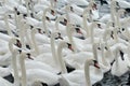 Swans feeding at Abbotsbury Swannery