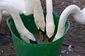 Swans feeding