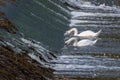 Swans feeding in the River Coquet