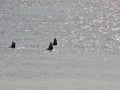 Swans feeding in sea Royalty Free Stock Photo