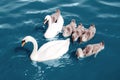 Swans float