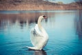 Swans float on the lake Royalty Free Stock Photo