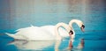 Swans float on the lake Royalty Free Stock Photo