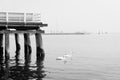 Swans floating by the pier