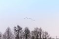 Swans, flock, birds, sky, fly, head Royalty Free Stock Photo