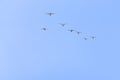 Swans, flock, birds, sky, fly, head Royalty Free Stock Photo