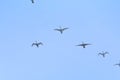 Swans, flock, birds, sky, fly, head Royalty Free Stock Photo