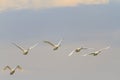 Swans flock of flying on a background of gray sky Royalty Free Stock Photo