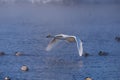 Swans fly in mist on altai lake Svetloe Royalty Free Stock Photo