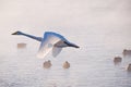 Swans fly in mist on altai lake Svetloe