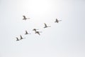 Swans flying Royalty Free Stock Photo