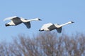 Swans flying agist blue sky