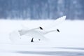 Swans flying over frozen river