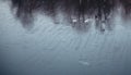 Swans flying over frozen water in the Stockholm archipelago, Sweden Royalty Free Stock Photo