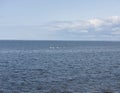 Swans flying over the sea Royalty Free Stock Photo