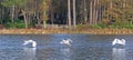 Swans flying at Stover Lake in Autumn Royalty Free Stock Photo
