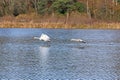 Swans flying at Stover Lake in Autumn Royalty Free Stock Photo