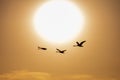 Swans flying at sunset in Danube Delta , Romania wildlife bird watching Royalty Free Stock Photo