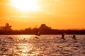 Swans flying at sunset in Danube Delta , Romania wildlife bird watching Royalty Free Stock Photo