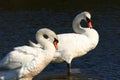 Swans, Forever Together, Royalty Free Stock Photo