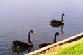 Swans at the Formula 1 race track in Albert Park, Melbourne, Australia Royalty Free Stock Photo