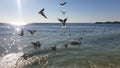 Swans, fresh waters creatures, caught in the salty waters of the Black Sea, in Romania Royalty Free Stock Photo