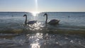 Swans, fresh waters creatures, caught in the salty waters of the Black Sea, in Romania Royalty Free Stock Photo