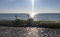 Swans, fresh waters creatures, caught in the salty waters of the Black Sea, in Romania Royalty Free Stock Photo