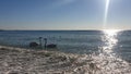 Swans, fresh waters creatures, caught in the salty waters of the Black Sea, in Romania Royalty Free Stock Photo