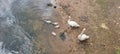 Swans on the  Frogmore Creek Devon Royalty Free Stock Photo