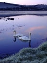 Swans on Frozen Lake