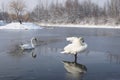 Swans on frozen lake