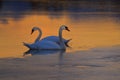 Swans on frozen lake