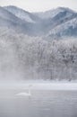 Swans on a frozen winter lake and trees in a foggy forest. Lake Kussharo in Hokkaido.