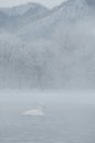 Swans on a frozen winter lake and trees in a foggy forest. Lake Kussharo in Hokkaido.